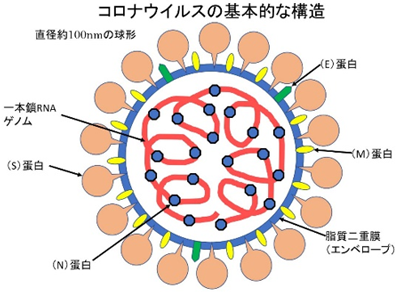 新型コロナウイルス図解